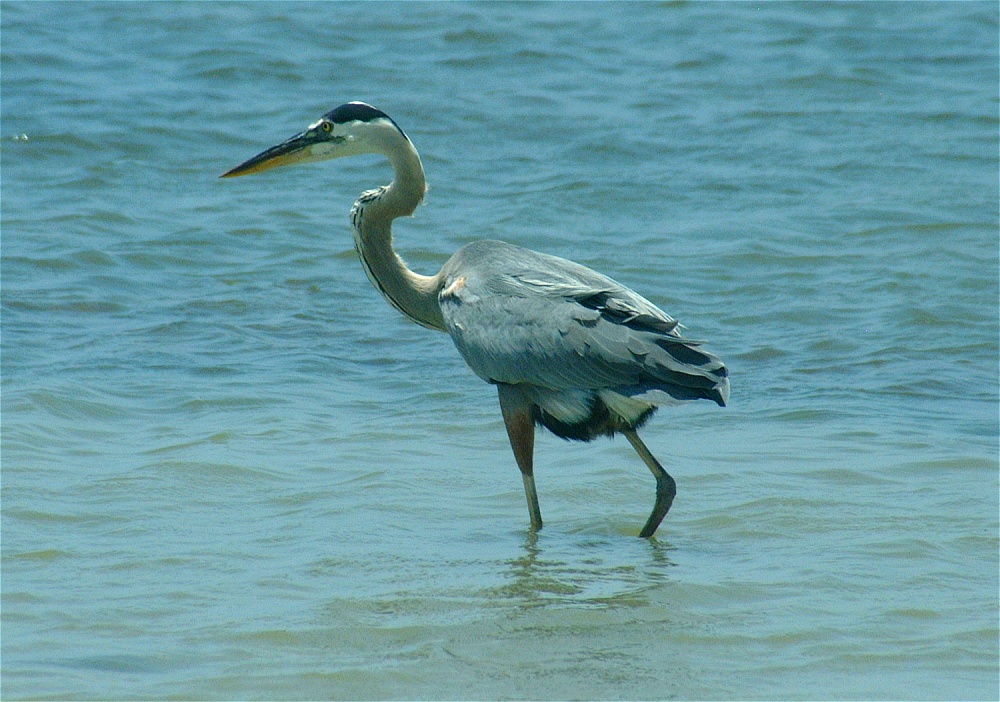 (12) Dscf5270 (great blue heron).jpg   (1000x702)   279 Kb                                    Click to display next picture
